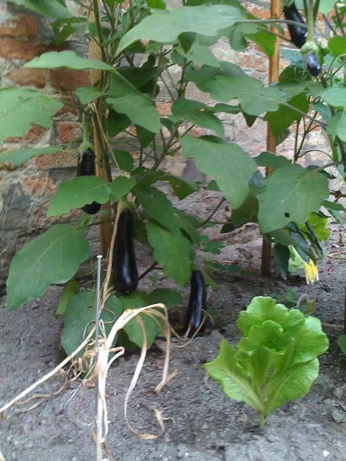 Appartamento Ca' Ermina & Garden Venezia Esterno foto